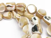 Sirag sidef trochus nugget 10~8x9~5x4~3mm